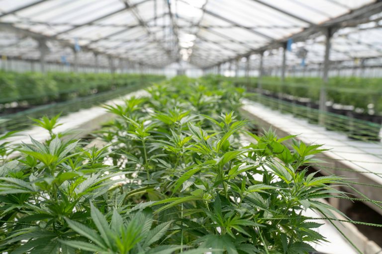 Das neue Cannabisgesetz (CanG) – Bedeutung für den Arbeitsschutz